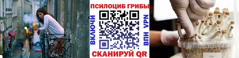 даркнет Telegram  Калининск  Псилоцибиновые грибы Psilocybine cubensis 